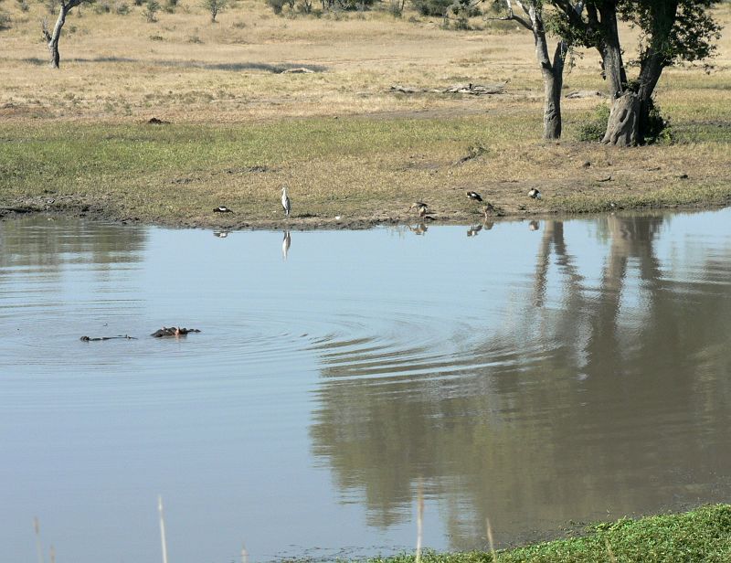JAR 288.JPG - Velice krásná scenérie, rybníček, v něm hroch a kolem něho spousta kachen. Zatímco jsme tuto krásu fotili, dvakrát u nás zastavilo auto a jeho posádka nás informovala, že půl kilometr po silnici jsou lvi.